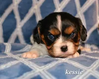 Kessie, a female Cavalier King Charles Spaniel for sale in Paulden, AZ – Photo 5 of 8