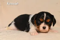 Kessie, a female Cavalier King Charles Spaniel for sale in Paulden, AZ – Photo 6 of 8