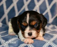 Kessie, a female Cavalier King Charles Spaniel for sale in Paulden, AZ – Photo 8 of 8