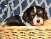 Kessie, a female Cavalier King Charles Spaniel for sale in Paulden, AZ – Photo 3 of 8