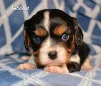 Kessie, a female Cavalier King Charles Spaniel for sale in Paulden, AZ – Photo 2 of 8