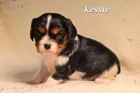 Kessie, a female Cavalier King Charles Spaniel for sale in Paulden, AZ – Photo 7 of 8