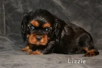 Lizzie, a female Cavalier King Charles Spaniel for sale in Paulden, AZ – Photo 3 of 5