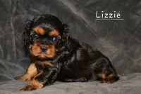 Lizzie, a female Cavalier King Charles Spaniel for sale in Paulden, AZ – Photo 4 of 5