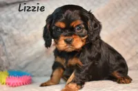 Lizzie, a female Cavalier King Charles Spaniel for sale in Paulden, AZ – Photo 2 of 5