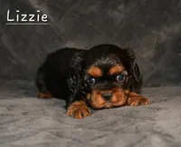 Lizzie, a female Cavalier King Charles Spaniel for sale in Paulden, AZ – Photo 5 of 5