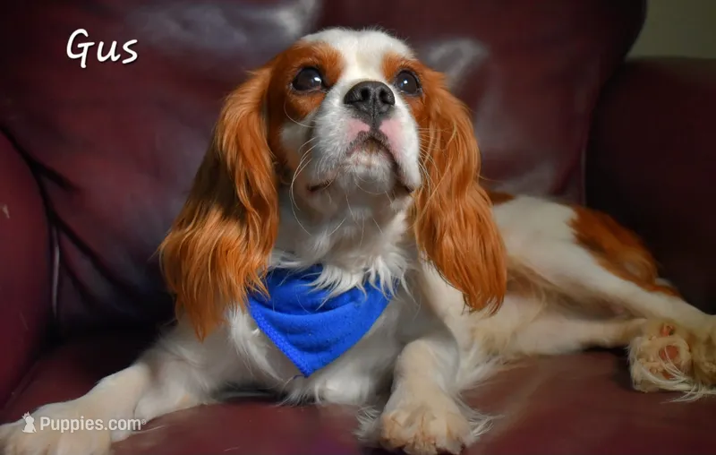 Leo – Cavalier King Charles Spaniel puppy for sale in Paulden, AZ