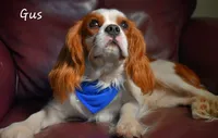 Leo, a male Cavalier King Charles Spaniel for sale in Paulden, AZ – 1 of 5