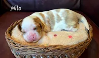 Milo, a male Cavalier King Charles Spaniel for sale in Paulden, AZ – 3 of 6