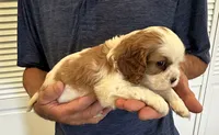 Landry , a male Cavalier King Charles Spaniel for sale in Paulden, AZ – 2 of 4
