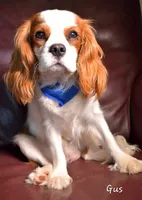 Leo, a male Cavalier King Charles Spaniel for sale in Paulden, AZ – 2 of 5