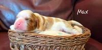 Max, a male Cavalier King Charles Spaniel for sale in Paulden, AZ – 2 of 6
