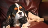 Leo, a male Cavalier King Charles Spaniel for sale in Paulden, AZ – 4 of 5