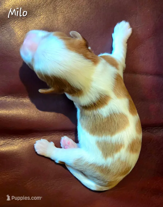 Milo – Cavalier King Charles Spaniel puppy for sale in Paulden, AZ
