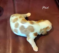 Max, a male Cavalier King Charles Spaniel for sale in Paulden, AZ – 3 of 6