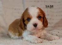 Sage, a female Cavalier King Charles Spaniel for sale in Paulden, AZ – Photo 3 of 5