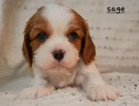 Sage, a female Cavalier King Charles Spaniel for sale in Paulden, AZ – Photo 4 of 5