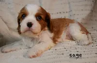 Sage, a female Cavalier King Charles Spaniel for sale in Paulden, AZ – Photo 2 of 5