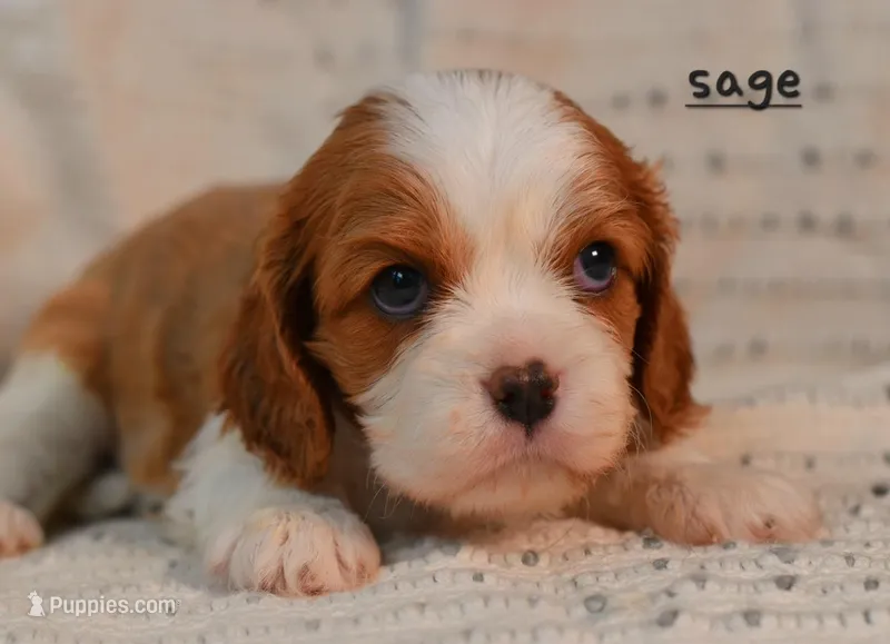 Sage, a female Cavalier King Charles Spaniel for sale in Paulden, AZ – Photo 1 of 5