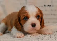 Sage, a female Cavalier King Charles Spaniel for sale in Paulden, AZ – Photo 1 of 5