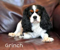Twix and Grinch's, a  Cavalier King Charles Spaniel for sale in Paulden, AZ – Photo 1 of 3