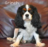 Twix and Grinch's, a  Cavalier King Charles Spaniel for sale in Paulden, AZ – Photo 2 of 3