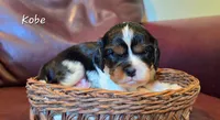 Kobe, a male Cavalier King Charles Spaniel for sale in Paulden, AZ – 3 of 4