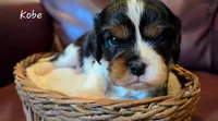 Kobe, a male Cavalier King Charles Spaniel for sale in Paulden, AZ – 2 of 4