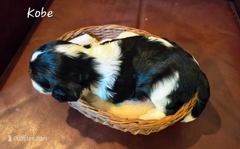 Kobe – Cavalier King Charles Spaniel puppy for sale in Paulden, AZ