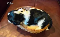 Kobe, a male Cavalier King Charles Spaniel for sale in Paulden, AZ – 1 of 4