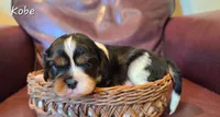 Kobe, a male Cavalier King Charles Spaniel for sale in Paulden, AZ – 4 of 4