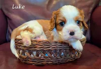 Luke, a male Cavalier King Charles Spaniel for sale in Paulden, AZ – 4 of 4