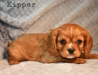 processed/4878abe4-dedf-4d9f-8f69-e0b8125621fc/listing/65e0f452-7d39-4374-8b04-072c3b7c5d8f/0763001a-c2a0-45e2-a95b-a628224051d8