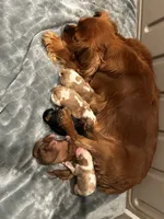 processed/4878abe4-dedf-4d9f-8f69-e0b8125621fc/listing/65e0f452-7d39-4374-8b04-072c3b7c5d8f/9cc5bc79-0711-47f6-b020-e6382da976df