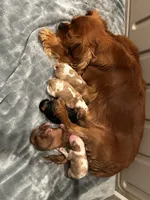 Wally, a male Cavalier King Charles Spaniel for sale in Paulden, AZ – Photo 2 of 3