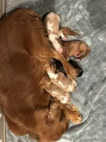 Wally, a male Cavalier King Charles Spaniel for sale in Paulden, AZ – Photo 3 of 3