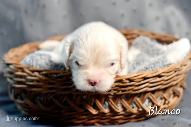 Blanco, a male Cavalier King Charles Spaniel for sale in Paulden, AZ – Photo 1 of 1