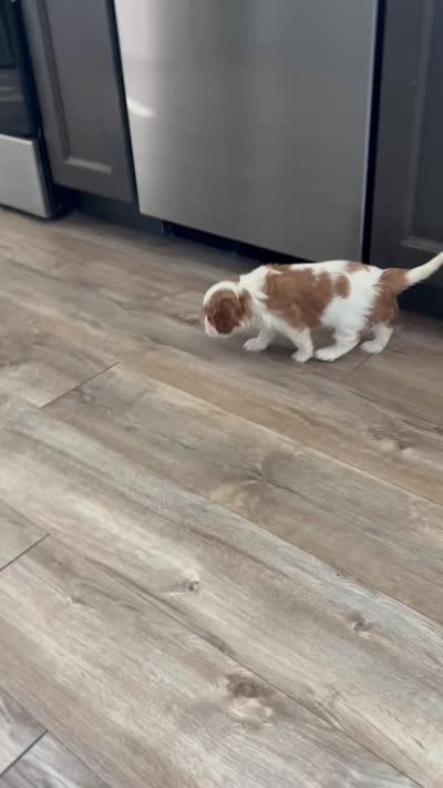 Landry , a male Cavalier King Charles Spaniel for sale in Paulden, AZ – 4 of 4