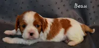 Beau, a male Cavalier King Charles Spaniel for sale in Paulden, AZ – Photo 2 of 5