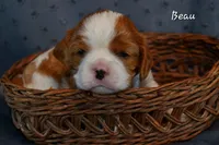 Beau, a male Cavalier King Charles Spaniel for sale in Paulden, AZ – Photo 3 of 5