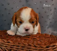 Beau, a male Cavalier King Charles Spaniel for sale in Paulden, AZ – Photo 4 of 5