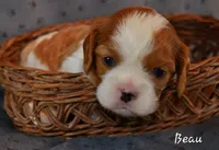 Beau, a male Cavalier King Charles Spaniel for sale in Paulden, AZ – Photo 1 of 5