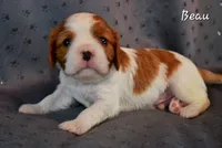 Beau, a male Cavalier King Charles Spaniel for sale in Paulden, AZ – Photo 5 of 5