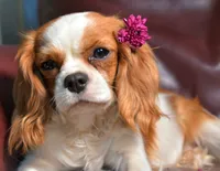 Pixie and Gus's litter, a  Cavalier King Charles Spaniel for sale in Paulden, AZ – 2 of 3