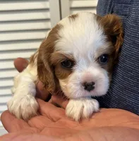 Landry , a male Cavalier King Charles Spaniel for sale in Paulden, AZ – 1 of 4