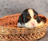 Birdie, a female Cavalier King Charles Spaniel for sale in Paulden, AZ – Photo 1 of 5