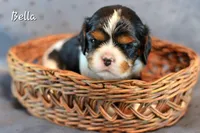 Birdie, a female Cavalier King Charles Spaniel for sale in Paulden, AZ – Photo 4 of 5