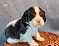 Birdie, a female Cavalier King Charles Spaniel for sale in Paulden, AZ – Photo 2 of 5