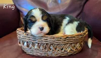 King, a male Cavalier King Charles Spaniel for sale in Paulden, AZ – 2 of 4