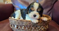 King, a male Cavalier King Charles Spaniel for sale in Paulden, AZ – 3 of 4